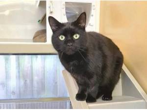 CALLUM - Domestic Shorthair
crossbreed Photo