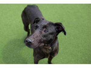 Athena - Female Lurcher Photo