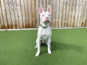 Blue - Male A Crossbreed Photo