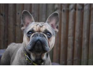 Buddy - Male Bulldog: French Photo
