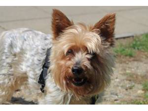 Captain Oats - Male Terrier: Yorkshire Photo