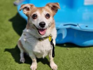 Hobo - Male Terrier Cross Photo