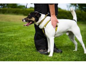 Milo - Male A Crossbreed Photo