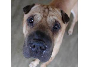 Rain - Female Shar-Pei Photo