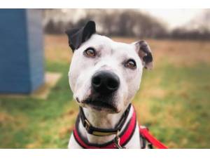Rocket - Male Lurcher Photo