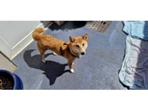 Sora - female Shiba Inu Photo
