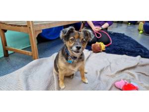 Rolo - male Pomeranian crossbreed Photo