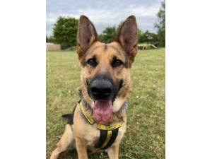 Bella - Female German Shepherd Dog (GSD / Alsatian) Photo