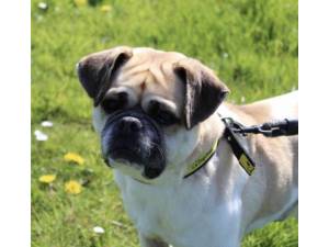Buster - Male A Crossbreed Photo