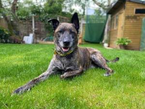 Defa - Male A Crossbreed Photo