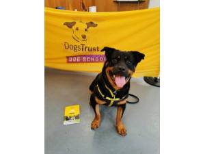 Dougie - Male Rottweiler Photo