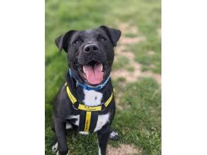Duke - Male Staffordshire Bull Terrier (SBT) Photo