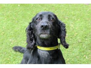 Elm - Female Cocker Spaniel Photo