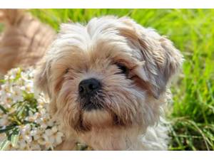 Gilbert - Male Shih Tzu Photo