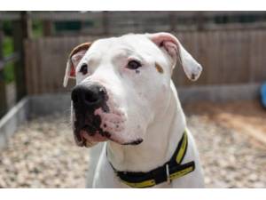 Maximillian - Male American Bulldog Photo