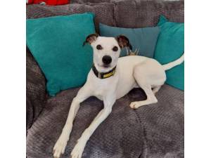 Nancy - Female Lurcher Photo