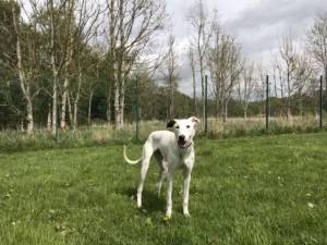 Willow - Female Lurcher Photo
