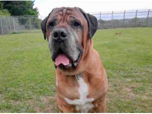 ARNIE - Mastiff Photo