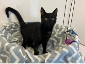 SMOKEY - Domestic Shorthair
crossbreed Photo