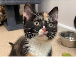 GWEN - Domestic Shorthair
crossbreed Photo