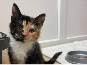 STACEY - Domestic Shorthair
crossbreed Photo