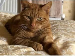 BRANDY - Domestic Shorthair
crossbreed Photo