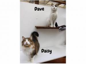 DAISY AND DAVE - Domestic Shorthair
crossbreed Photo