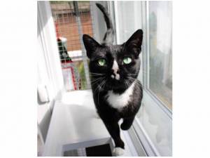 REGGIE - Domestic Shorthair
crossbreed Photo