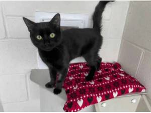 MOON - Domestic Shorthair
crossbreed Photo