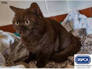 MILLIE - Domestic Shorthair
crossbreed Photo
