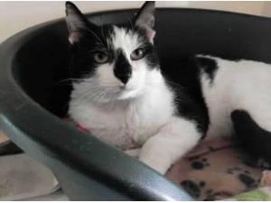 PARKER - Domestic Shorthair
crossbreed Photo