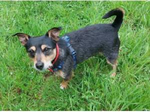 STANLEY - Crossbreed/Unknown Photo