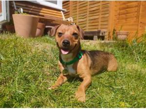 LILY - Dachshund (Smooth coat)
crossbreed Photo