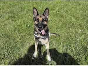 JESSIE - German Shepherd Photo