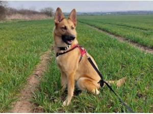 MAISY - German Shepherd
crossbreed Photo