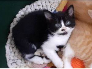 DOTTY - Domestic Shorthair
crossbreed Photo