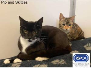 PIP AND SKITTLES - Domestic Shorthair
crossbreed Photo