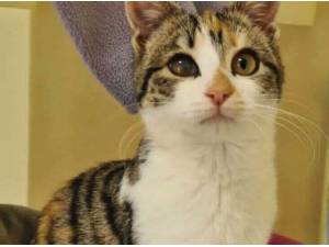 BUTTON - Domestic Shorthair
crossbreed Photo