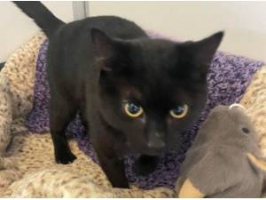 DEANO - Domestic Shorthair
crossbreed Photo