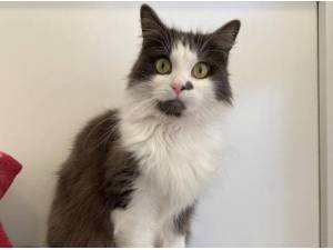 MOMO - Maine Coon Photo