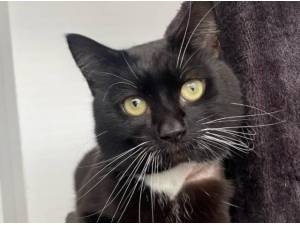 FLYNN - Domestic Shorthair
crossbreed Photo