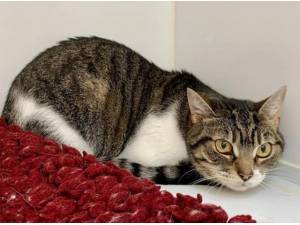 JENNIFER - Domestic Shorthair
crossbreed Photo
