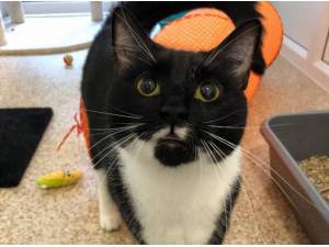 CLEO - Domestic Shorthair
crossbreed Photo