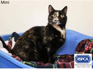 MIMI - Domestic Shorthair
crossbreed Photo