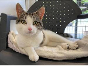 LUCIFER - Domestic Shorthair
crossbreed Photo