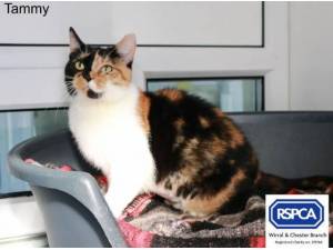 TAMMY - Domestic Shorthair
crossbreed Photo