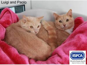 LUIGI AND PAOLO - Domestic Shorthair
crossbreed Photo