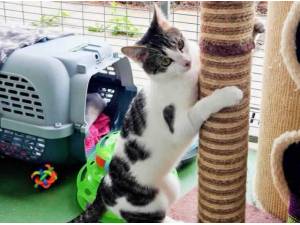 APRIL - Domestic Shorthair
crossbreed Photo