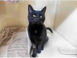MUFFIN - Domestic Shorthair
crossbreed Photo