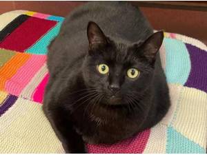 BELLA - Domestic Shorthair
crossbreed Photo